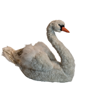 CISNE