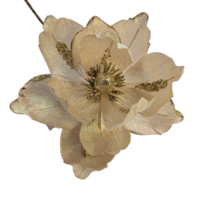 MAGNOLIA BOREAL