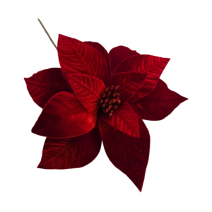 POINSETTIA NATURAL