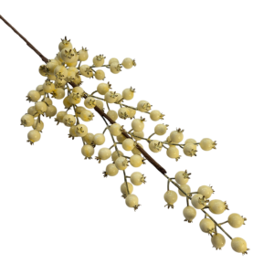 VARA
  BERRY 