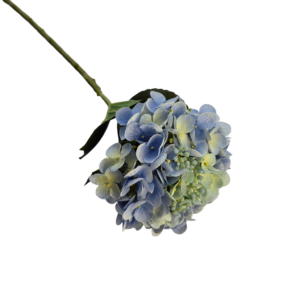 HORTENSIA  NATURAL