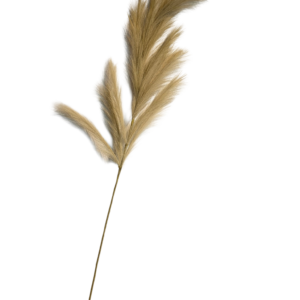 VARA
  PAMPA