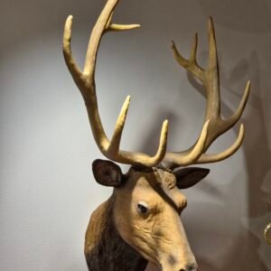 CABEZA VENADO REAL  RESINA