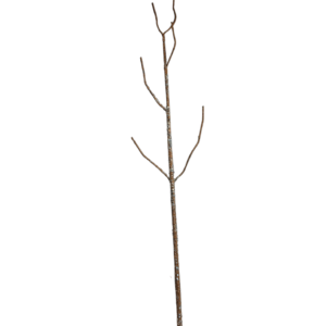 BEJUCO ESCARCHADO