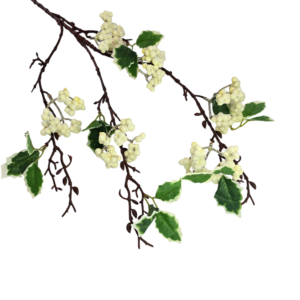 FOLLAJE  BERRY SILVESTRE