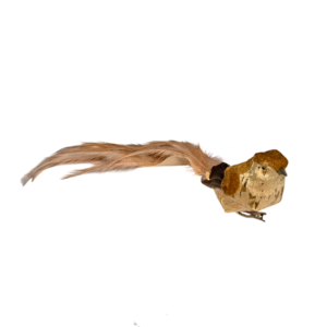 PAJARO PLUMAS